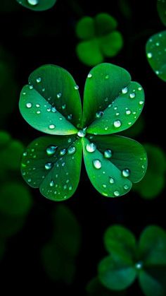 a four leaf clover with water droplets on it