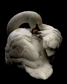 a large white bird sitting on top of a black ground