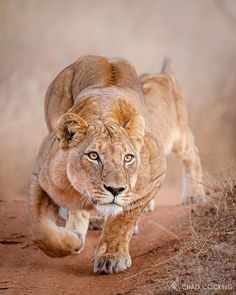 a lion walking across a dirt road next to dry grass