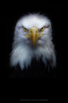 an eagle's head with yellow eyes and white feathers on a black background in the dark