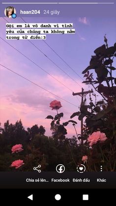 an image of pink flowers in the air with sky and clouds behind them at sunset