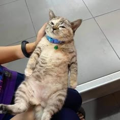 a cat is sitting on its back and being held up by someone's hand