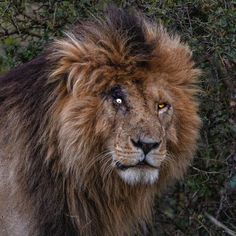 a close up of a lion in front of some trees and bushes with yellow eyes