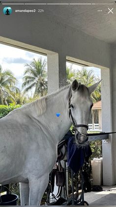 a white horse standing on top of a porch next to a fence and palm trees