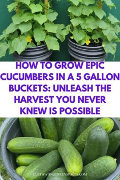 cucumbers in a bucket with text overlay how to grow epic cucumbers in a 5 gallon bucket unleash the harvest you never knew is possible