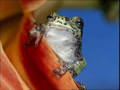 a small frog sitting on top of an orange flower