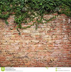 an old brick wall with ivy growing on it stock photo - image 349874