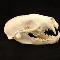 Skull - Fisher skull