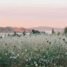 the field is full of wildflowers and horses grazing in the distance on a cloudy day