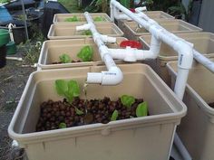 there are many plastic containers with plants in them and then back to the grow - bed again