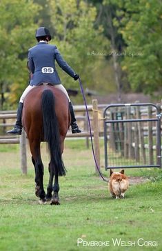 a woman riding on the back of a brown horse next to a dog and cat