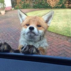 a close up of a dog looking at the camera from behind a car door window