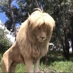 a stuffed lion standing on top of a lush green field with trees in the background