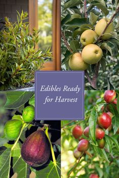 an image of apples ready for harvest in the fall and winter season with text overlay that reads, edibles ready for harvest