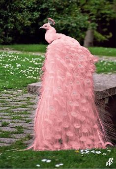 a pink peacock sitting on top of a wooden bench next to a grass covered park