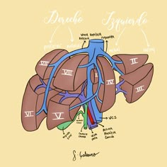 an illustration of the human heart and its major vessels, labeled in latin / american languages