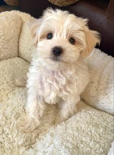 Maltipoo Dog Breed - Your Guide To The Adorable Maltese Poodle Mix ...