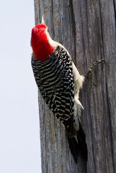 a red and black bird sitting on top of a wooden pole next to a telephone pole