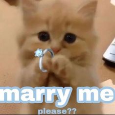 a small kitten holding onto a ring with the caption marry me please?