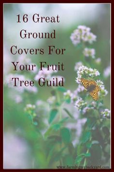 flowers with the words 16 great ground covers for your fruit tree guide on top of it