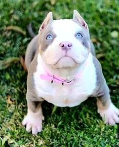 a dog sitting in the grass looking up