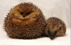 two small hedgehogs sitting next to each other on a white surface, one is curled up and the other has it's eyes closed