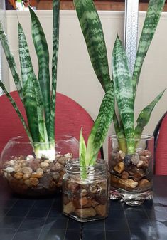 three glass vases filled with plants on top of a table