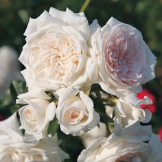 some white and pink roses in a vase