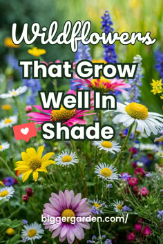 Vibrant wildflowers blooming in a lush, shaded garden, featuring a variety of perennial flowers for shade and shade garden plants. Ideal for anyone looking to enhance their shade garden design with beautiful flowers for shade. Wildflower Garden In Pots, How To Grow A Wildflower Garden, Shaded Wildflower Garden, Wildflower Garden Ideas Backyards, Wild Flower Garden Ideas, Shade Wildflowers, Types Of Wildflowers, Natural Yard, Flower Garden Layouts