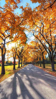 an empty road surrounded by trees with yellow leaves