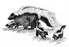 an adult badger and two baby badgers are walking in the grass with their mother