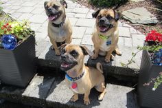 three pug dogs sitting in front of some planters