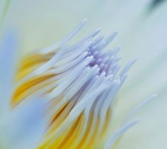 the inside of a white and yellow flower