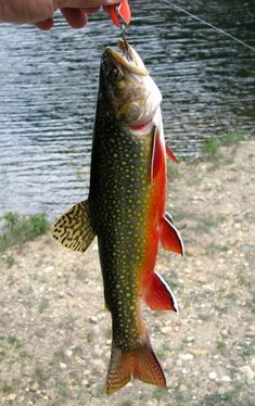 a fish that is hanging from a hook on the side of a body of water