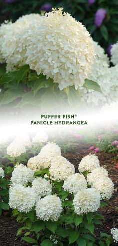 white flowers with green leaves in the foreground and on the top right is an image of purple hydrangea