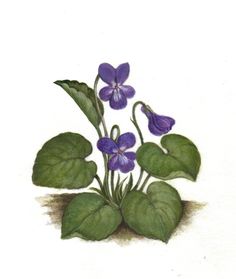 a drawing of purple flowers with green leaves