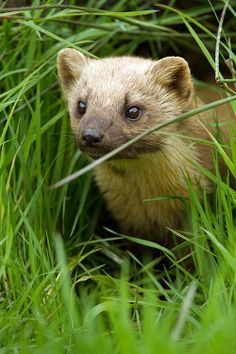 a small animal is hiding in the tall grass and looking at the camera with an intense look on its face