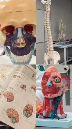 three different views of the human head and neck, including an open book with diagrams on it