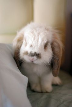 a white and brown rabbit sitting on top of a bed