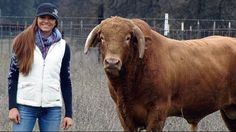 a woman standing next to a brown cow in a field