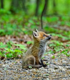 a baby fox sitting on the ground looking up