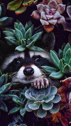 a raccoon peeks out from behind some succulents and plants