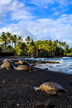 some very pretty rocks by the water and some palm trees in the backround