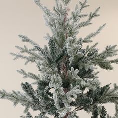 a close up of a pine tree with snow on it