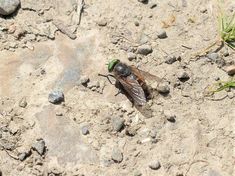 a green fly sitting on top of a sandy ground next to grass and rocks,