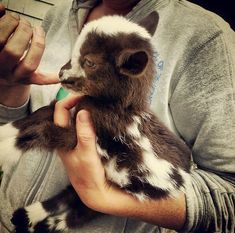 a man holding a small animal in his hands