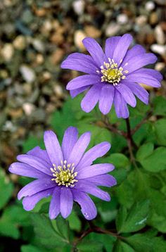 two purple flowers sitting next to each other on top of green leaves and dirt ground