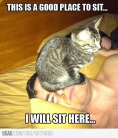 a man laying in bed with a cat on top of his head and the caption reads, this is a good place to sit i will sit here