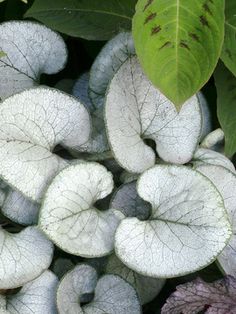 some white and purple plants with green leaves