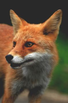 a close up of a red fox on a road